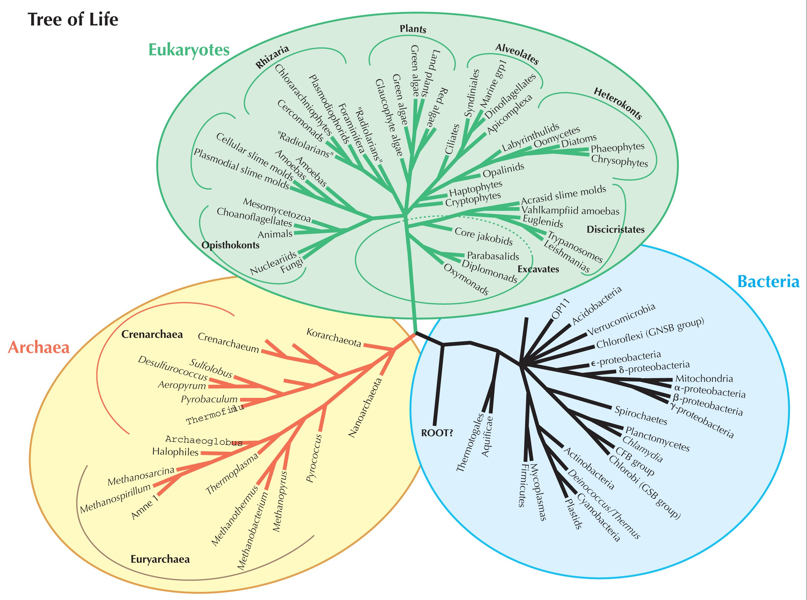 Схема эволюционного древа. Современная систематика эукариот. Филогенетическое дерево эукариот. Филогенетическое дерево эволюционное дерево дерево жизни.